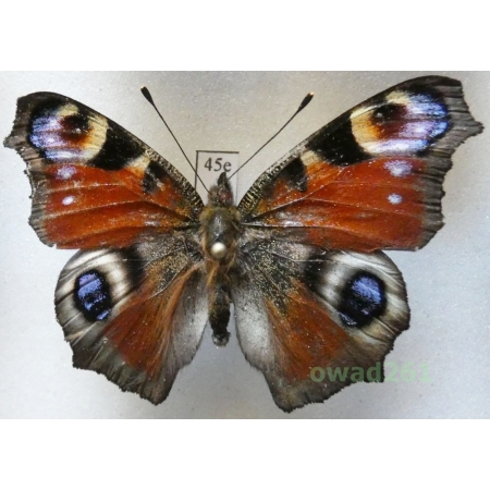 Aglais io (Linnaeus, 1758) Poland45e